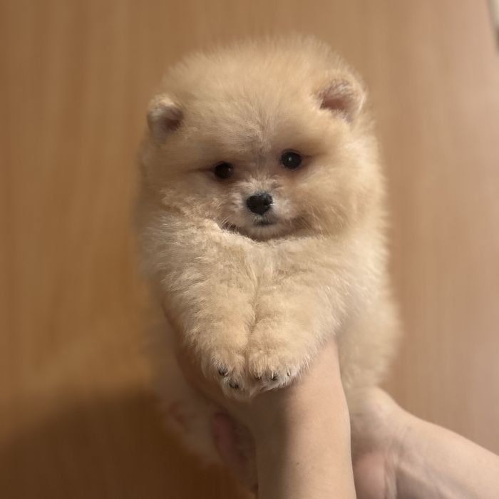 ляльковий ведмедик шоу классу