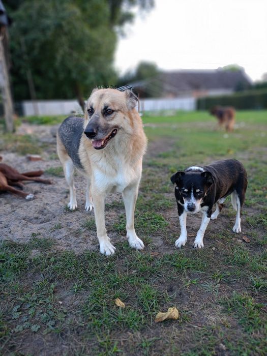 Nierozłączni przyjaciele