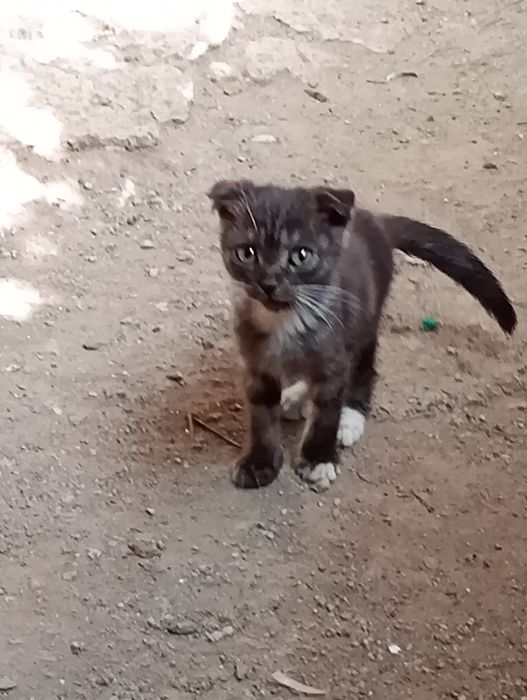 Віддам даром кошенят.3 місяця.Кривий Ріг.