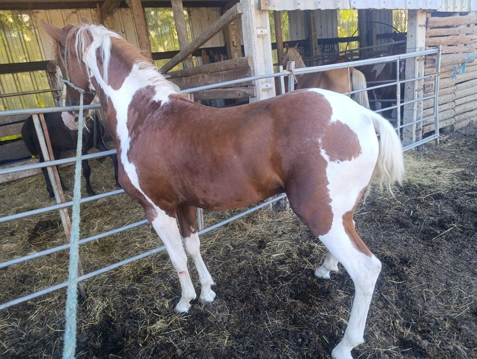 Para venda potro cruzado lusitano