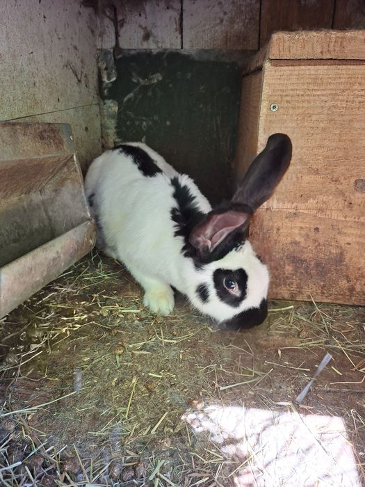 Sprzedam kotne samice