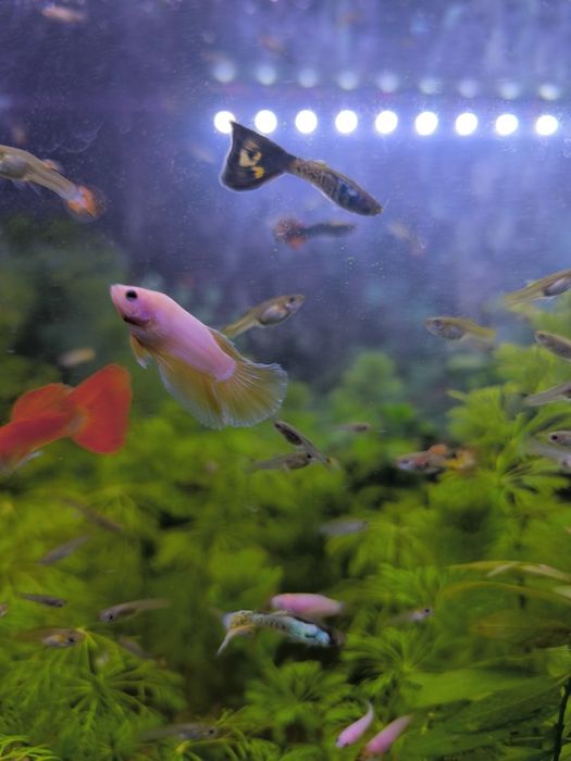 Bettas juvenis  criação propria