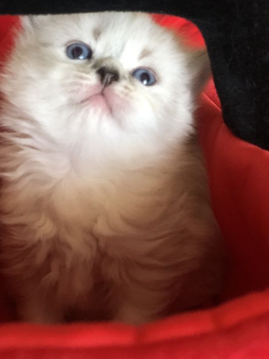 шотландские котята