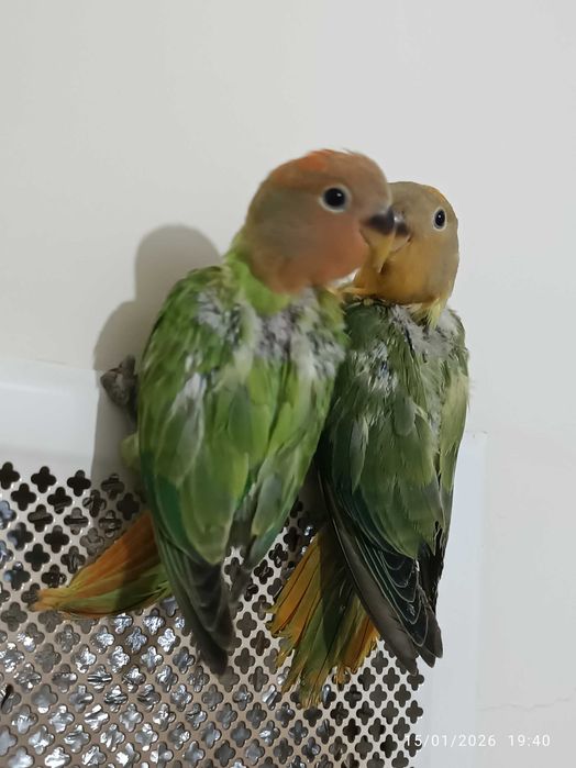 Agapórnis Roseicollis para levantarem voo