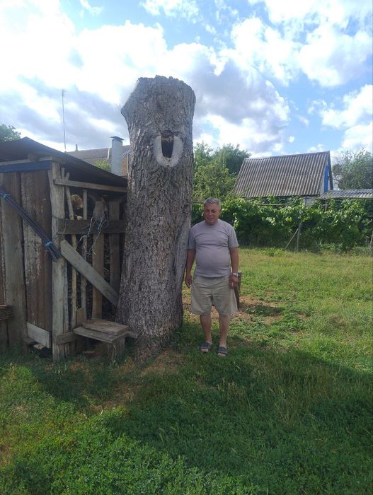 Стовбур горіха, горіх, слеб.