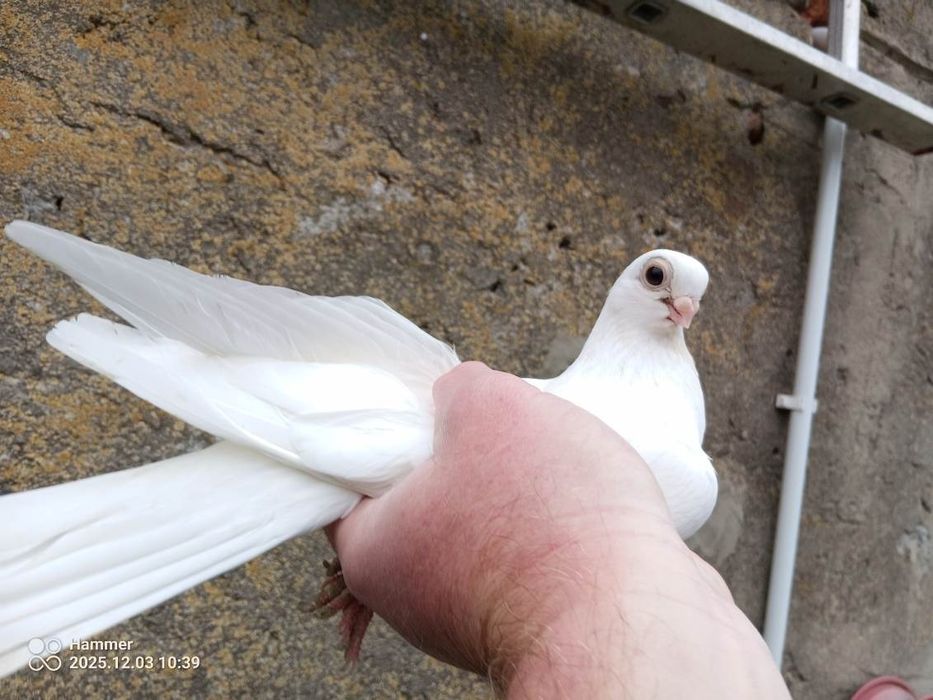Sprzedam gołębie zamojskie