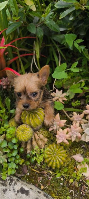 Yorkshire Terrier miniatura fêmea criado em ambiente familiar