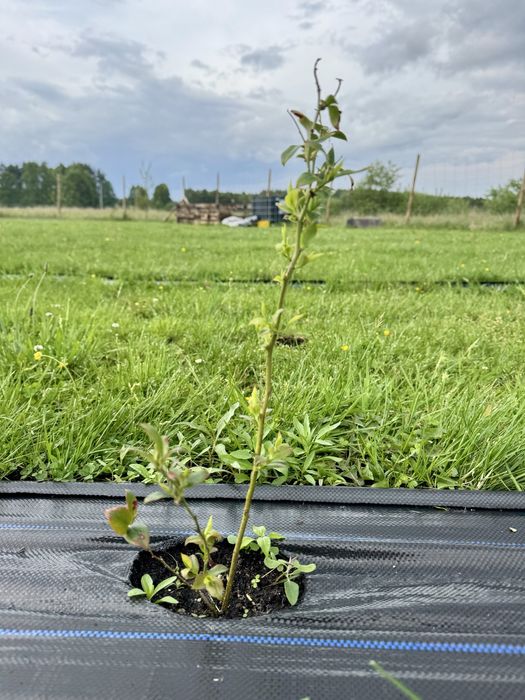 Borowka Amerykanska Bluecrop