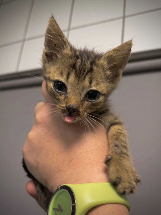 Karolek - kocię ur. 07.2025; lubi spać, jeść i się bawić