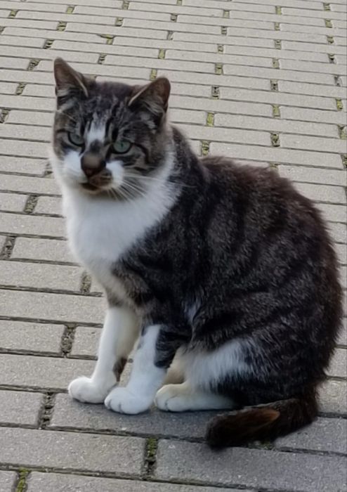 Dom tymczasowy, adopcja prywatna, oddam kocury