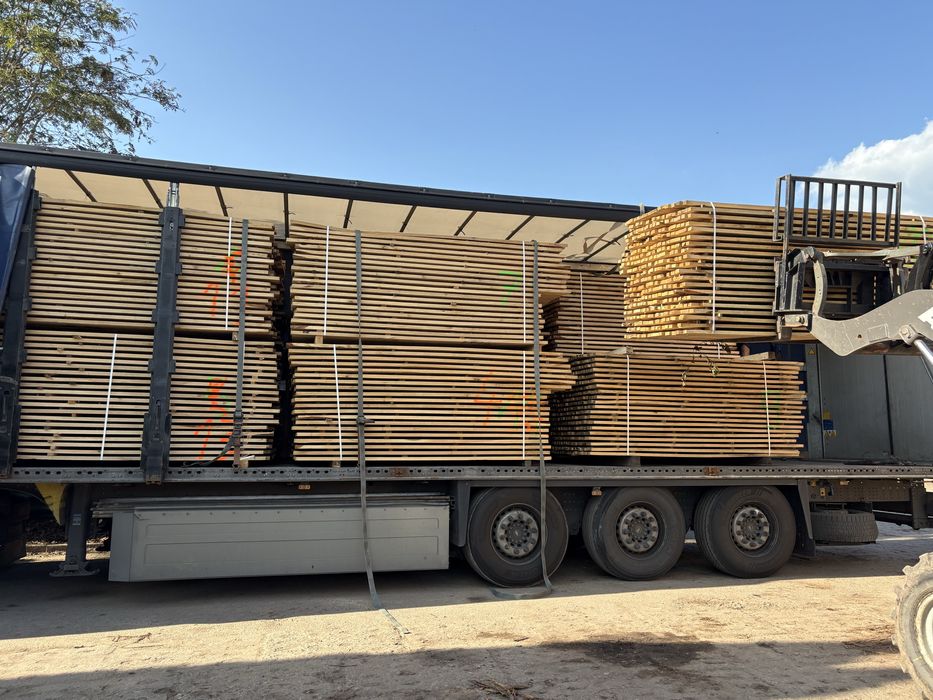 Tarcia Dąb Buk Olcha Brzoza Modrzew