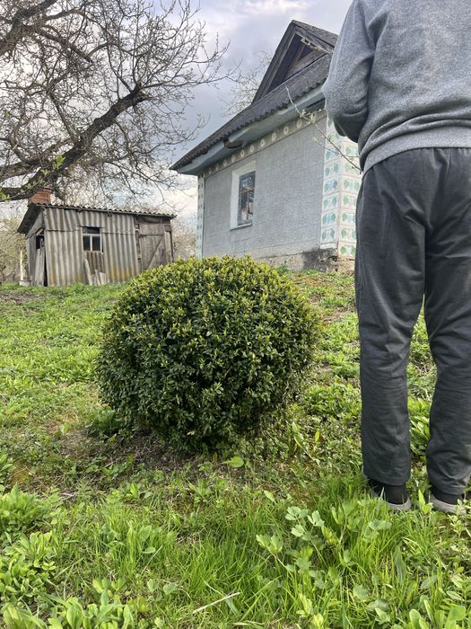 Самшит  бордюрний ,кулі самшит.