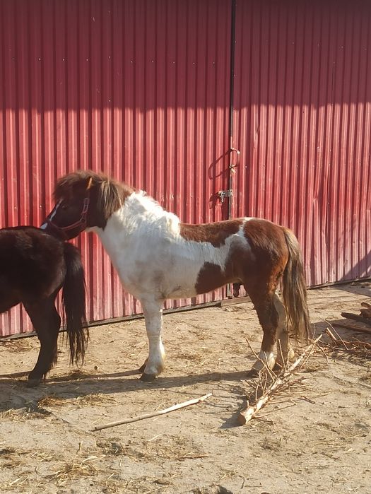 Kucyk, ogier,zaprasza