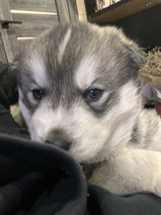 Щенки хаски ,девочка