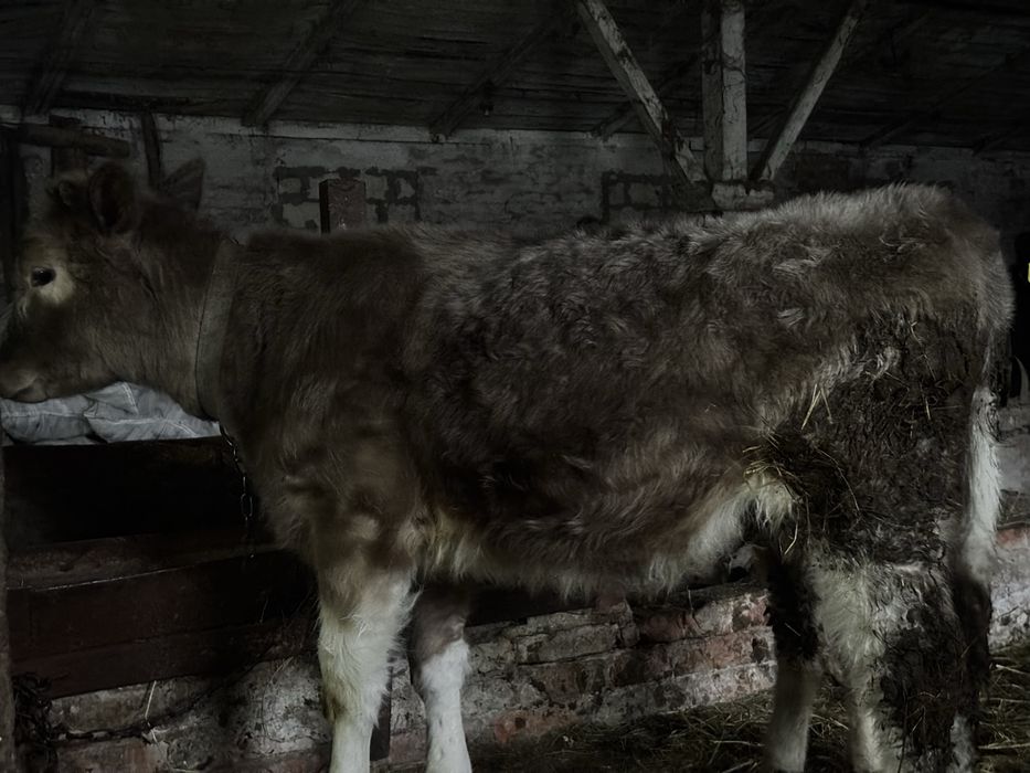 Продам породисту теличку