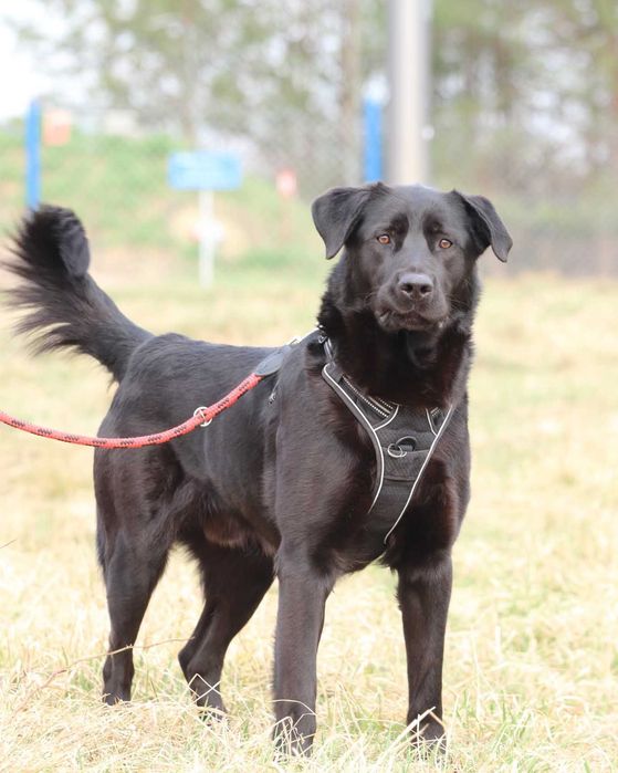 Black – wesoły pies w typie labradora gotowy do adopcji