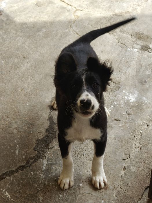 Border collie fêmea pura