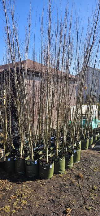 Grab kolumnowy fastigiata