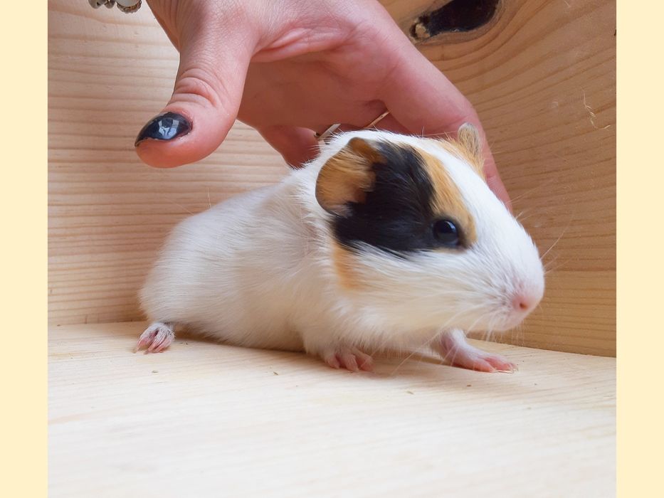 Морские свинки,клетки,корма,аксессуары