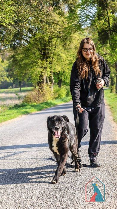 PIĘKNY, WESOŁY, mądry, duży psiak - kocha ludzi, zna komendy - adoptuj