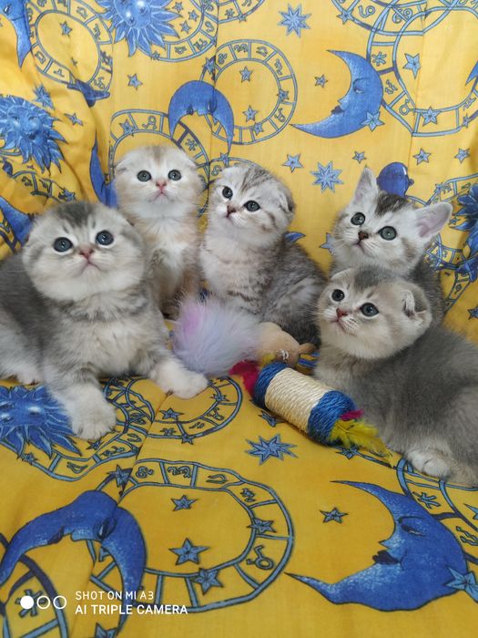 Кіт  запрошує на в'язку .