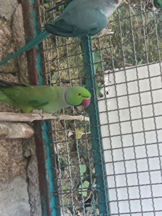 Vendo casal  de ring neck