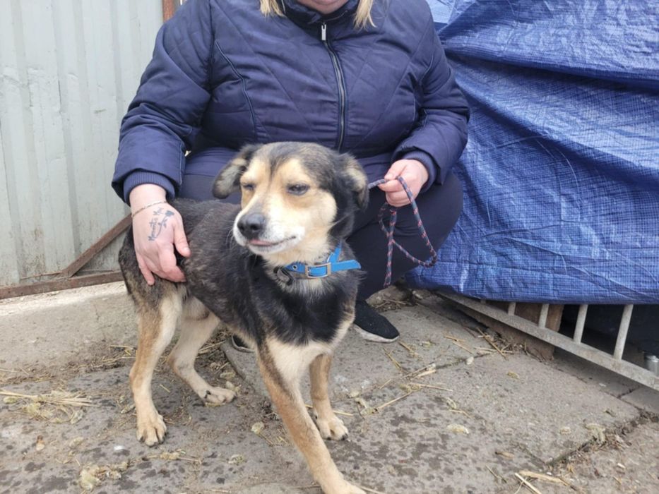 Leszko do adopcji