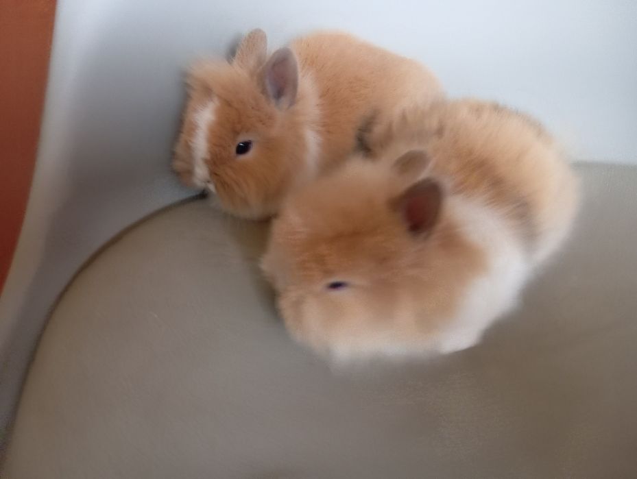 Sprzedam królika miniaturkę