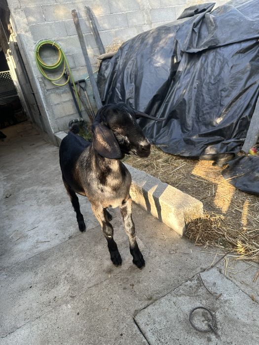 Cabrito macho de bom porte
