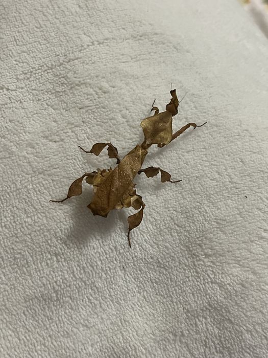 Modliszki liściogłowe (Phyllocrania paradoxa) imago