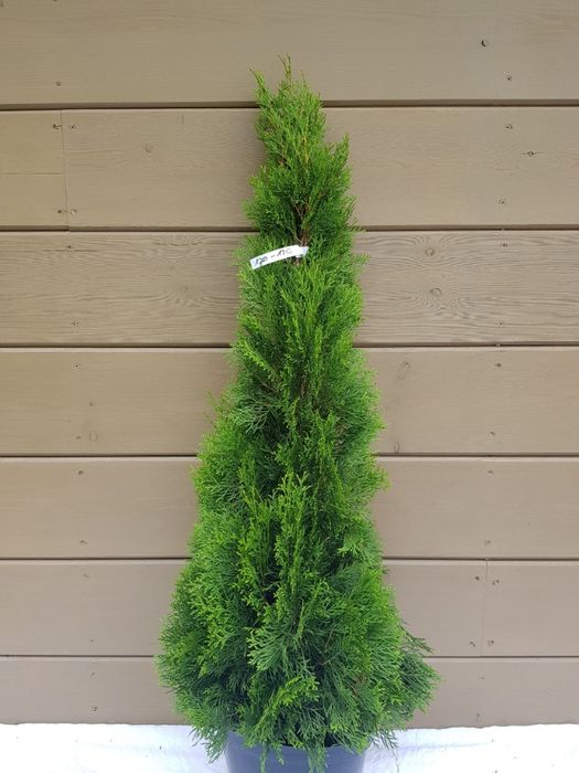 thuja tuja smaragd szmaragd 120 cm grunt