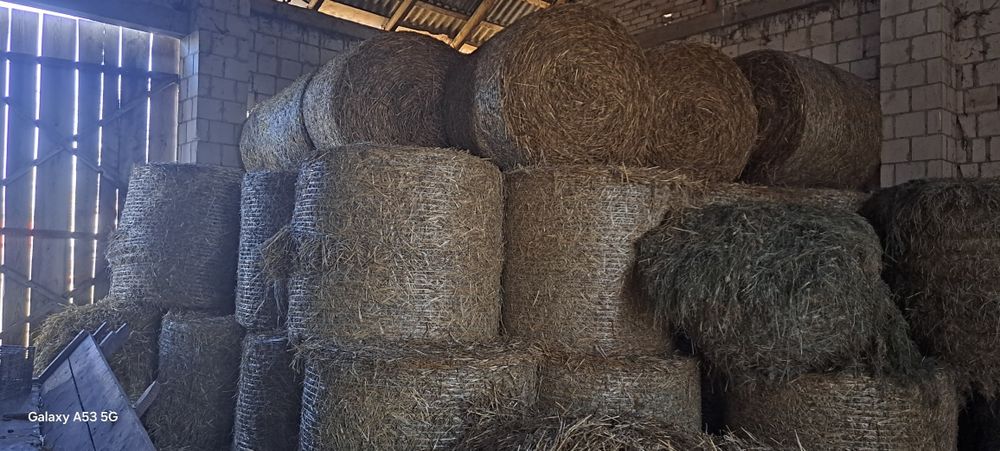 Słoma sucha  ze stodoly