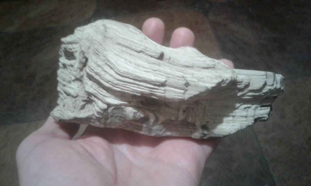 Окаменелое дерево 2шт. Коллекционное состояние