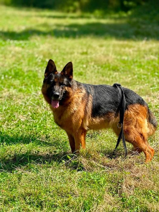 Cudowna 4 letnia suczka owczarek niemiecki do adopcji