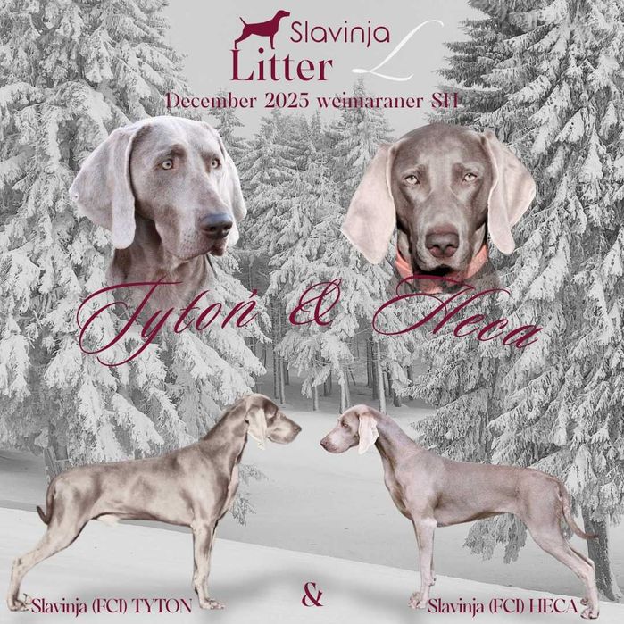 Wyżeł weimarski krótkowłosy hodowla ZKwP/FCI