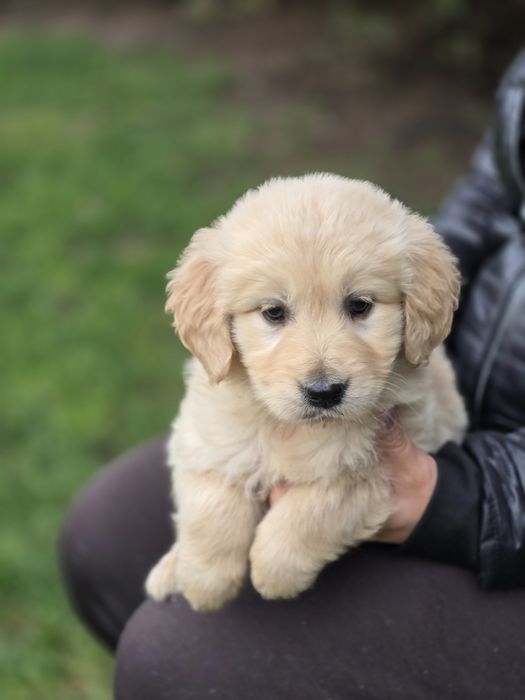 Golden retriever szczeniak Możliwy paszport!!!