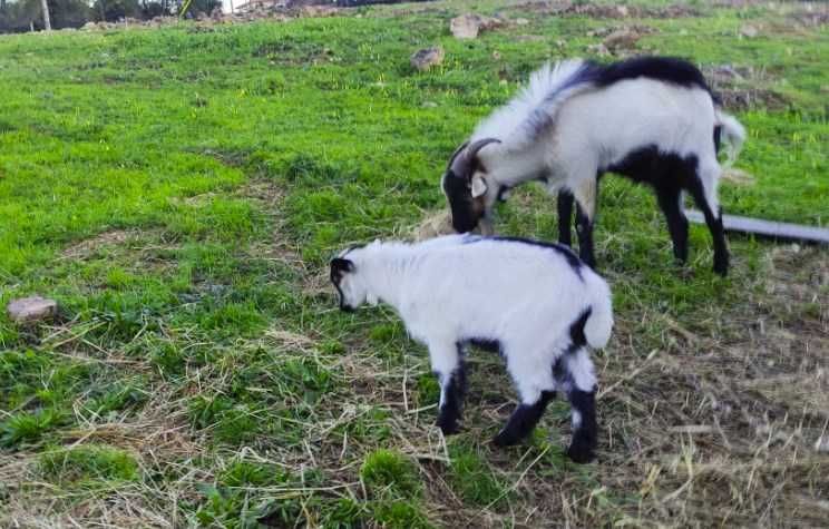 Venda de Cabras Serpentina - Excelentes para Produção de Leite e Carne