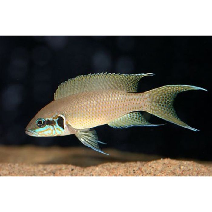 Аквариумные рыбки "Лабидохромис еллоу "