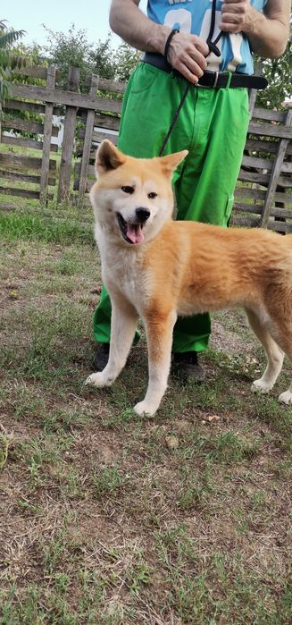 В хорошие руки Акиту ину