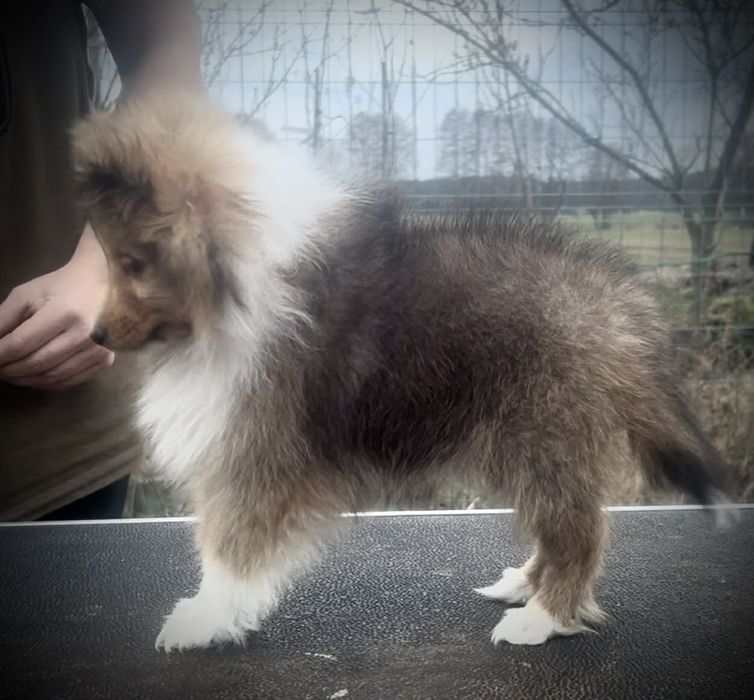 Piękna suczka linia amerykańska ZKwP/FCI