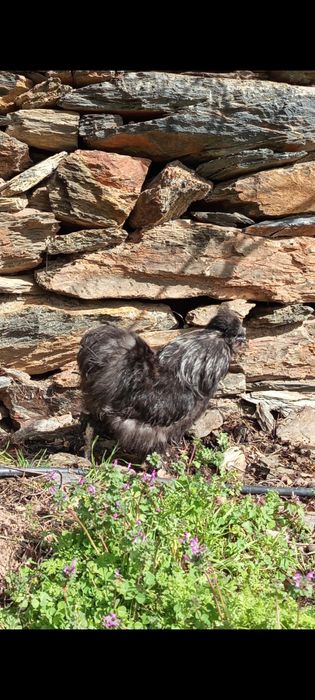 Galos Sedosa do Japão