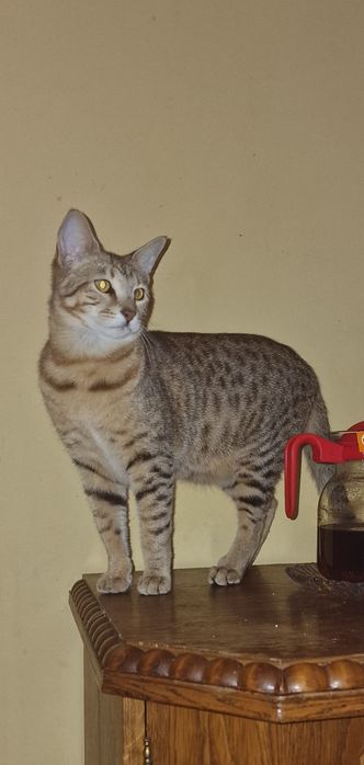 Kocur Savannah F6 SBT