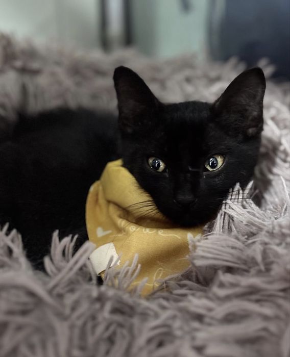 Gatinho 3 meses para adoção responsável