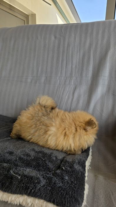 Spitz Alemão miniatura