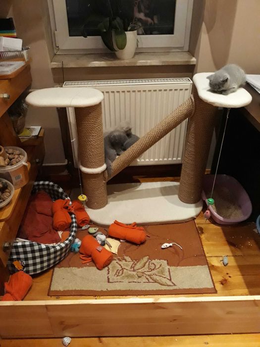 Kotka Brytyjska Niebieska Krótkowłosa z 5 pokoleniowym rodowodem