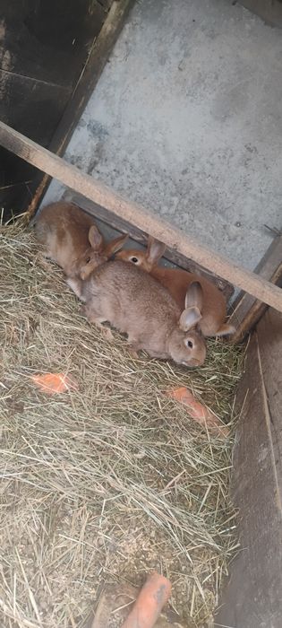 Sprzedam samce króliki