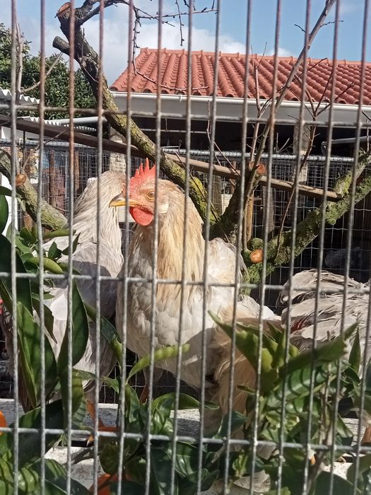 Galo Raça Leghorn Isabella Puro