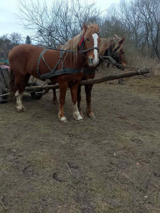 Продається кобила!