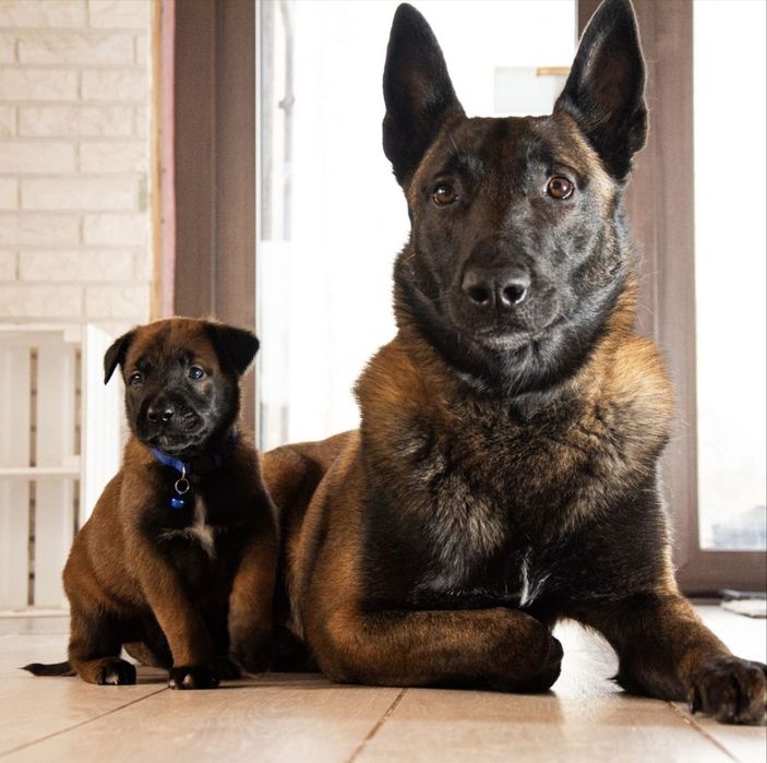 Цуценята Бельгійської вівчарки (діти Супер Гранд Чемпіона України))