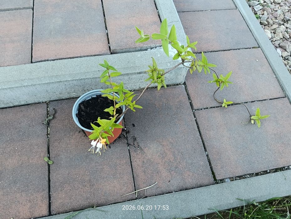 Wiciokrzew sadzonka
